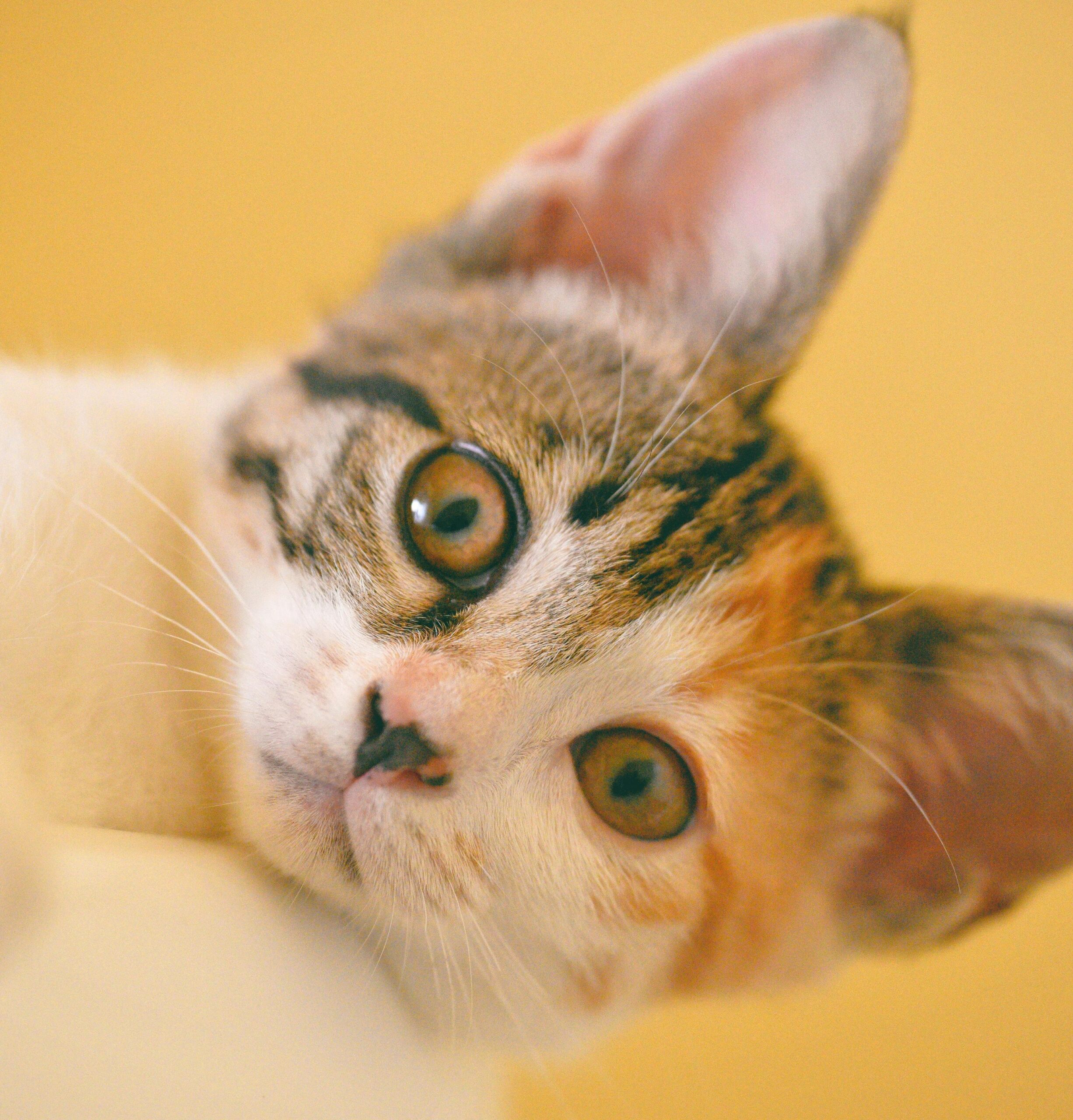 pexels-cong-h-613161-1404825-2