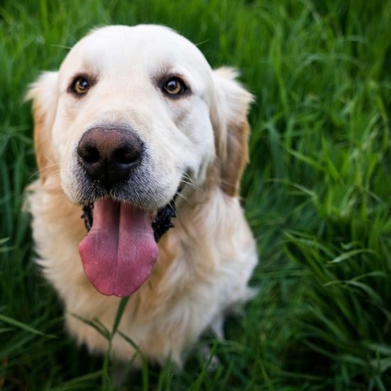 pexels-stefanstefancik-92380-3